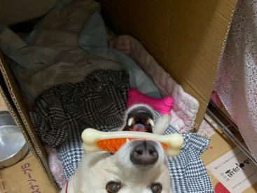 僕のおもちゃだょ🐶
たのしいなぁー💕💕