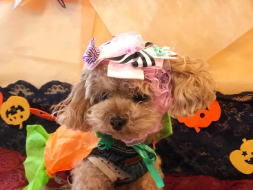 ハロウィン🎃👻🎃