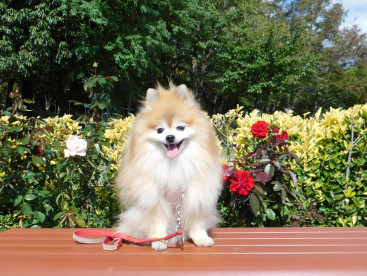 🌹ばら園でパシャリ📸
秋にもばらが咲くんだね🌹