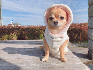 名前入りのお洋服🐶💖
モコモコであったかいね☺️💖
かわいい(*ฅ́˘ฅ̀*)💕