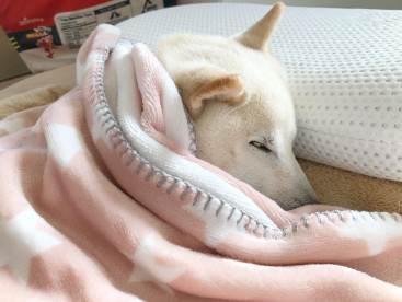 今年は自粛して寝正月😪