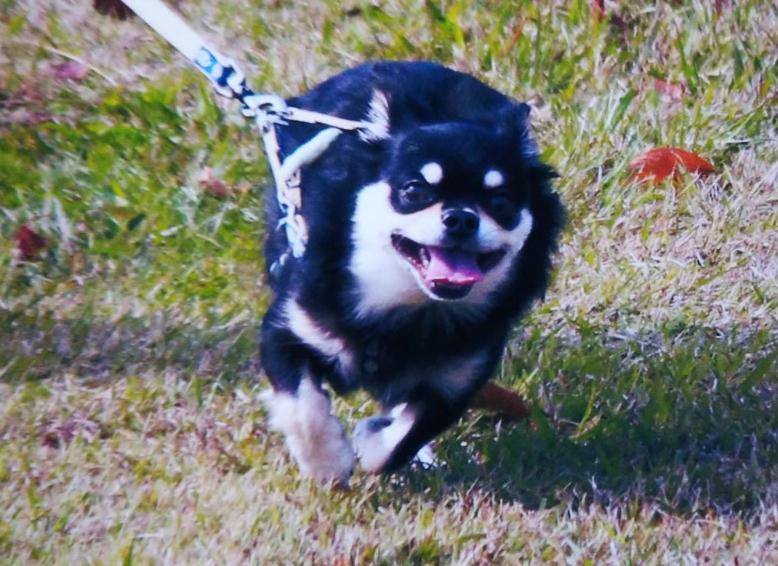 ５歳になりました😄今年も宜しくお願いします😄