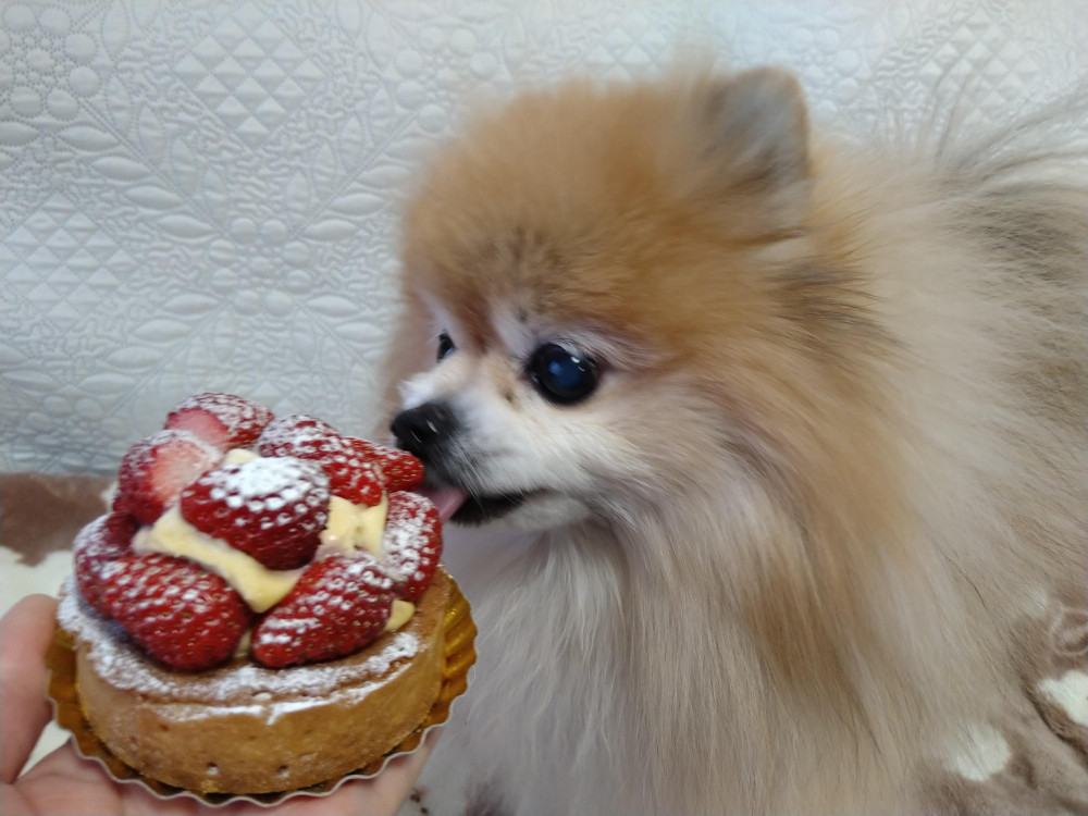 🍰ケーキの🍓いちごだけはちょうだい😋😋