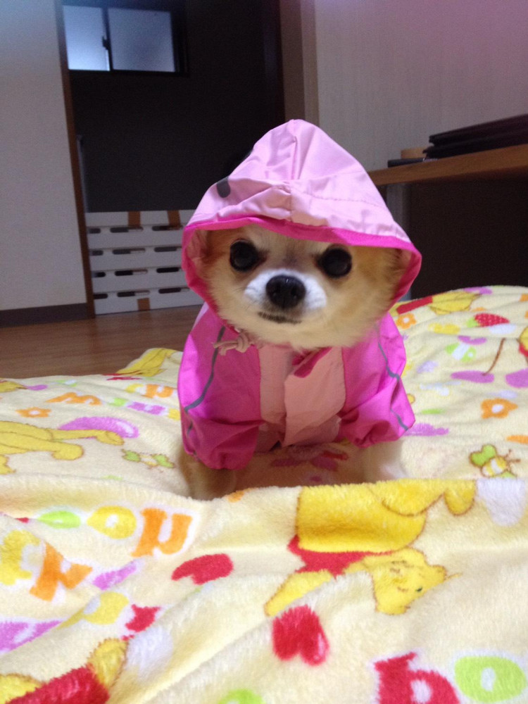 外は☔️
これから散歩なんだょ〜🐶