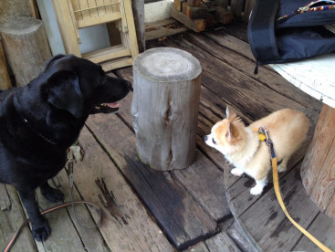 ぼく，ドッグランで，お友達できたょ🐶💕💕