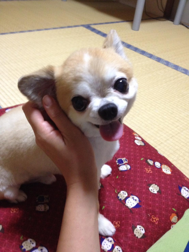 ママ，大好きだょ〜🐶💕💕