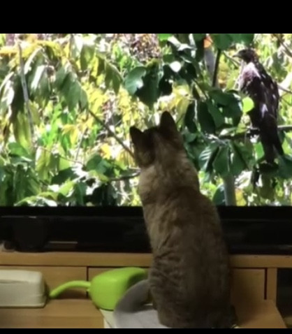 華ちゃん，📺の🦜さんと睨めっこ中
😺😺