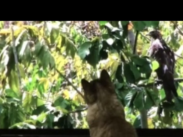 華ちゃん，📺の🦜さんと睨めっこ中
😺😺