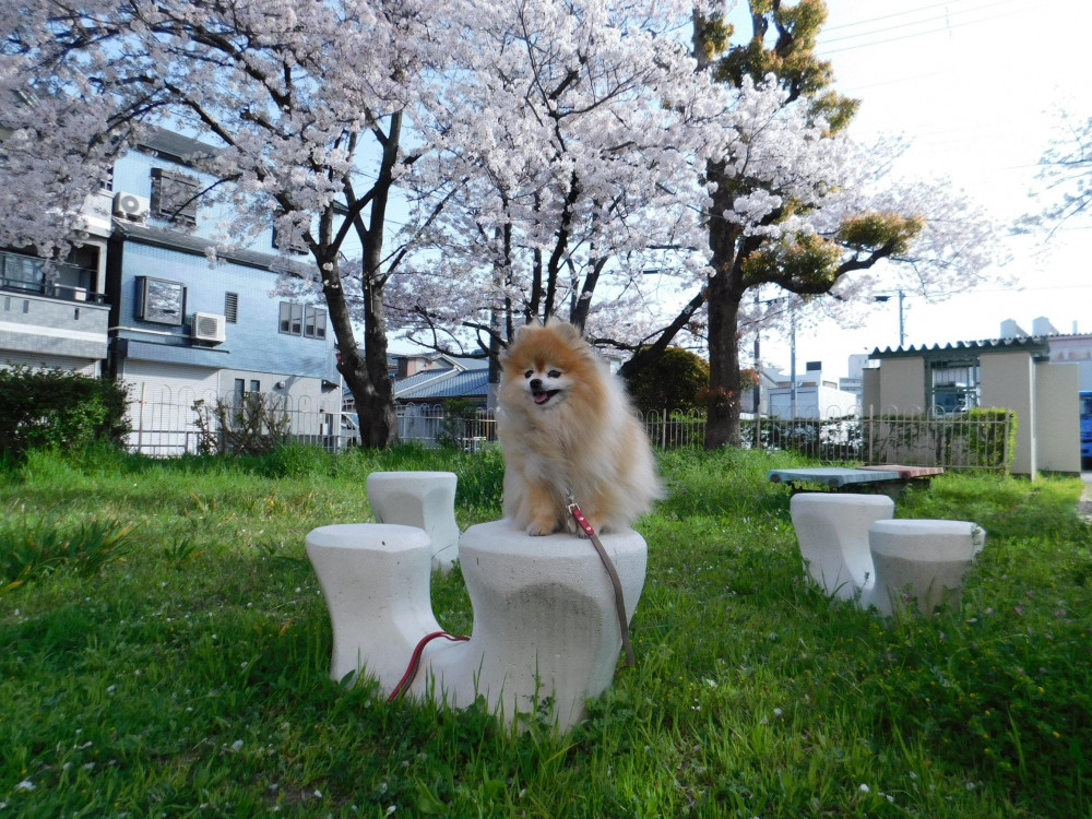 ここの🌸桜には
毎年ご挨拶するんだよ。