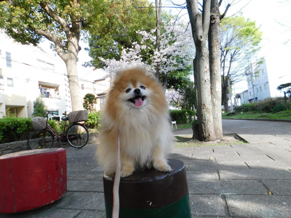 春は
お散歩がイチバン楽しい🐾🐾