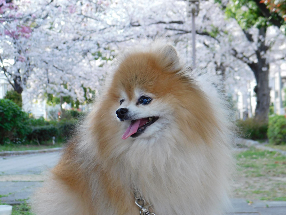 🌸桜はすごくキレイだったよ🍀🍀