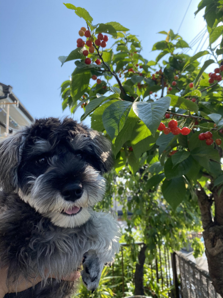 お庭のさくらんぼ🍒とコロちゃん♡