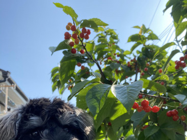 お庭のさくらんぼ🍒とコロちゃん♡