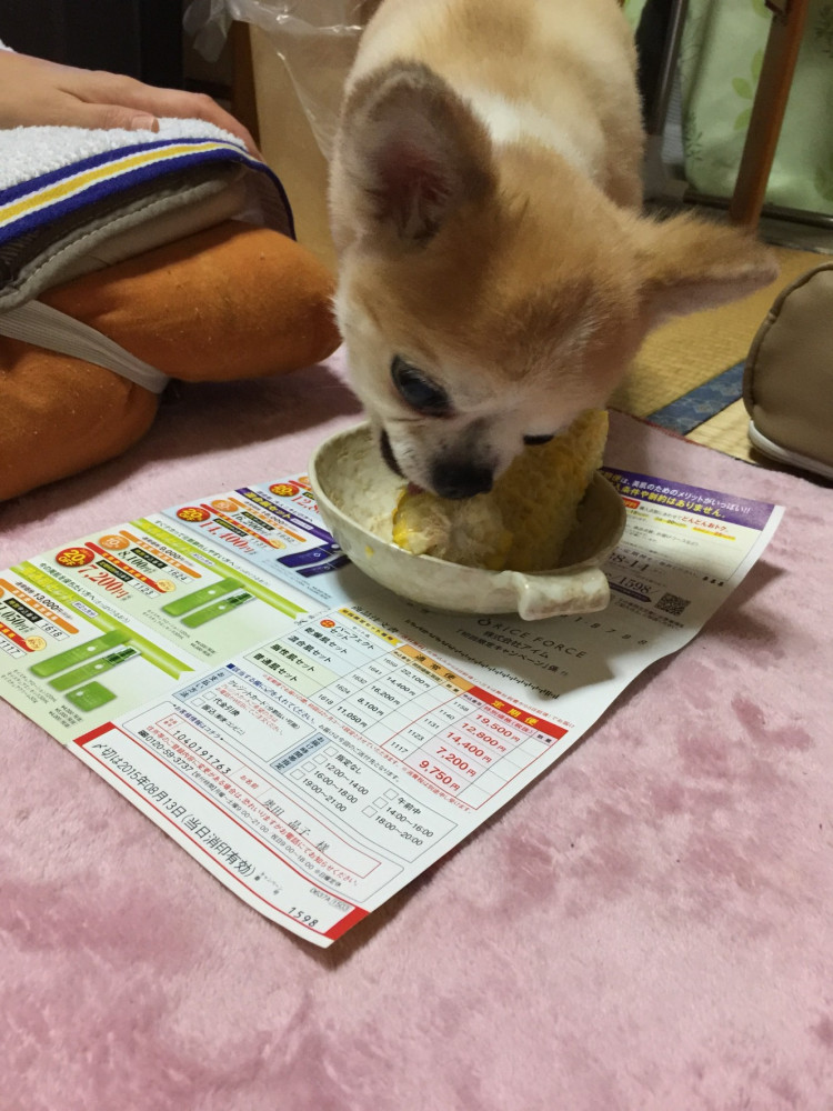 とうもろこし🌽に夢中のむーちゃん
やめられない，止まらない🐶