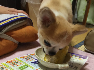 とうもろこし🌽に夢中のむーちゃん
やめられない，止まらない🐶