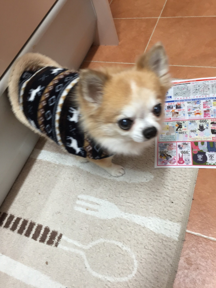 ママ，今日，お買い物行くの？
僕も行きたいょ〜🐶