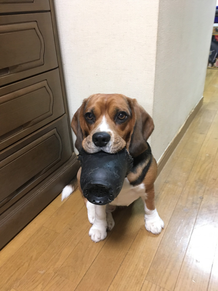 ワンちゃんと泊まれる温泉宿「ふくろう山荘」看板犬ジョンです。超やんちゃ坊主です。