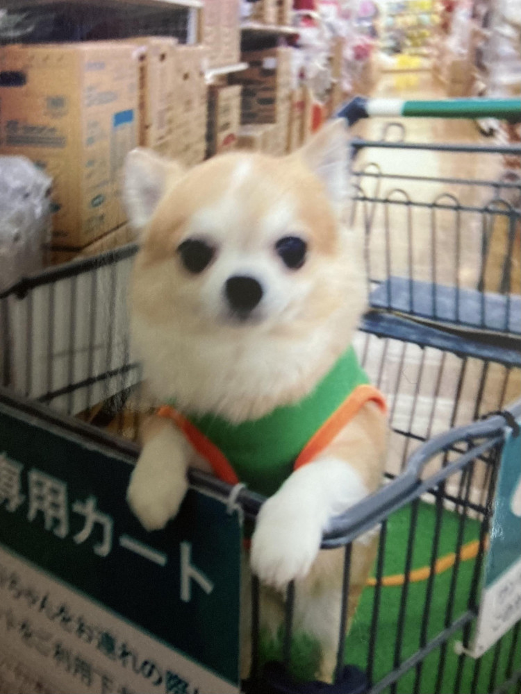 楽しいなぁ〜❣️お買い物🐶