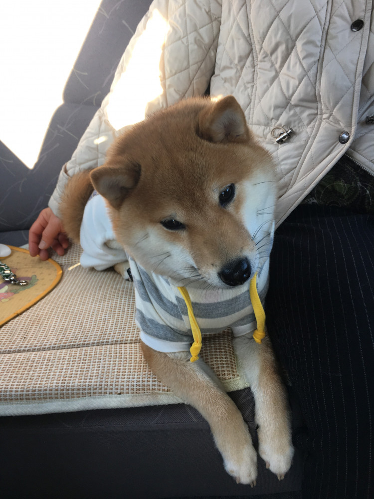 車でドライブのときは後ろの席で「ちょこん」と伏せしてます🐶🧡