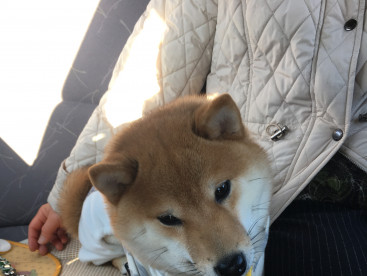 車でドライブのときは後ろの席で「ちょこん」と伏せしてます🐶🧡