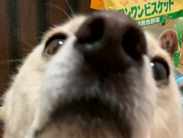 クウさん，3時のおやつ待ち遠しい｡
首伸びーる🐶