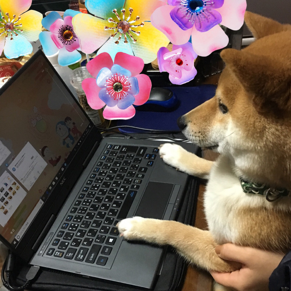 【豆太郎チャレンジ】パソコンやってみた💻🐕