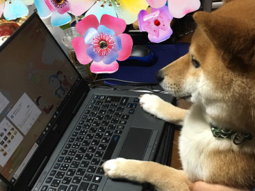 【豆太郎チャレンジ】パソコンやってみた💻🐕