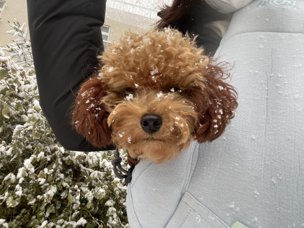 初雪⛄️