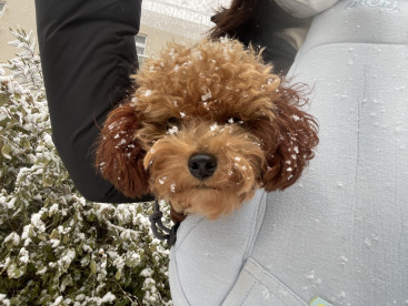 初雪⛄️