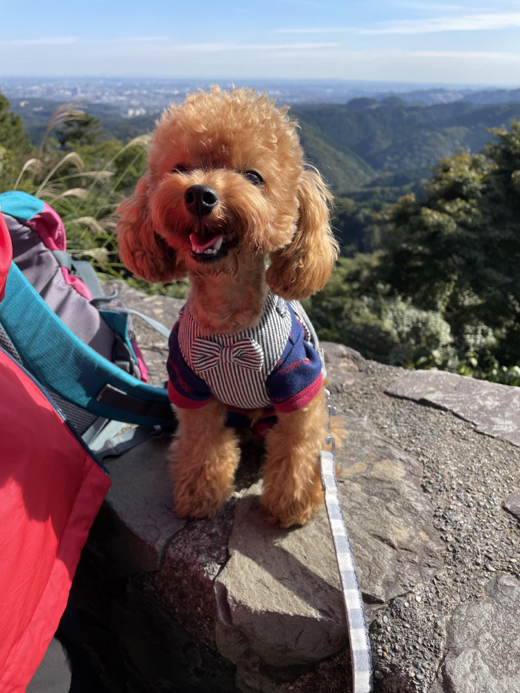 初めての高尾山登山⛰🐶