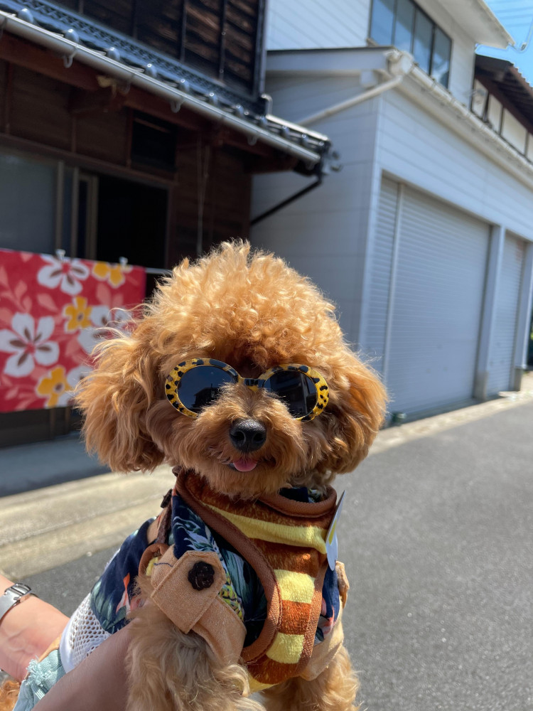 ペロっ🐶🕶