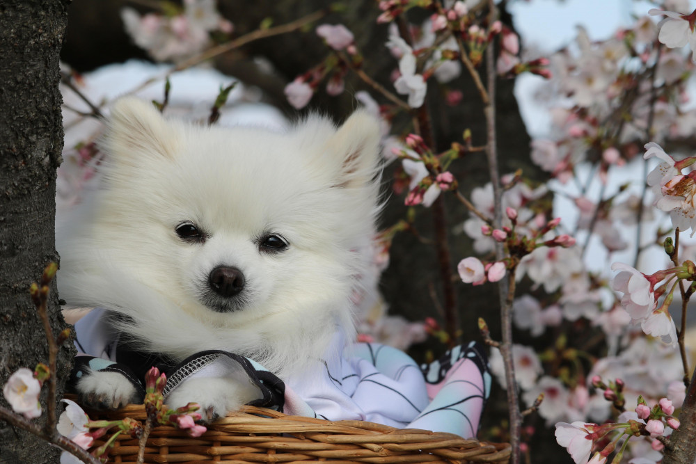 はぁーるよ 来い♪
はぁーやく 来い♪

コスプレ犬🐾
春待ち
めるもちゃん💕