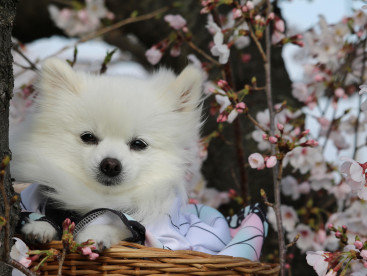 はぁーるよ 来い♪
はぁーやく 来い♪

コスプレ犬🐾
春待ち
めるもちゃん💕