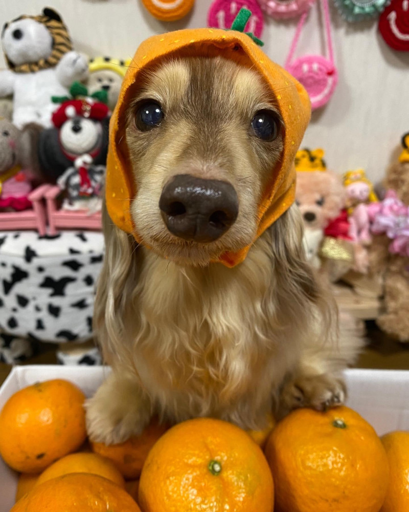 かぶりもの犬🐶❣️ お友達から、みかん🍊を頂いたので…🍊被ってみたよ✨ ちょっとカワウソ似です😂❤️