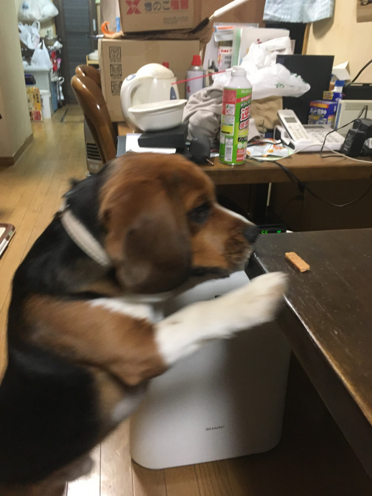 ふくろう山荘看板犬のジョン🐶です。摘み食いの決定的証拠写真です。