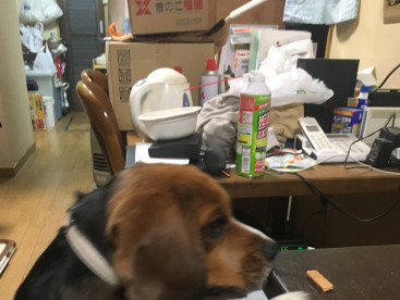 ふくろう山荘看板犬のジョン🐶です。摘み食いの決定的証拠写真です。