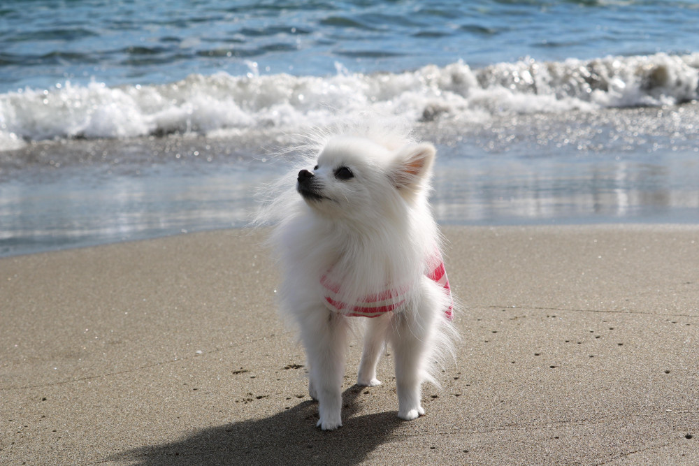 海が見たいのなのなの…