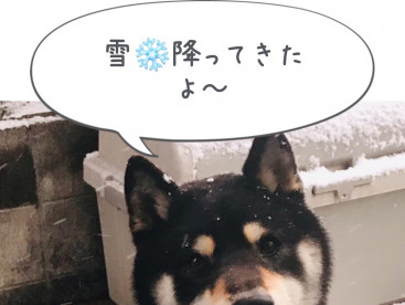 犬〜は喜び庭駆け回り🎶だね💕