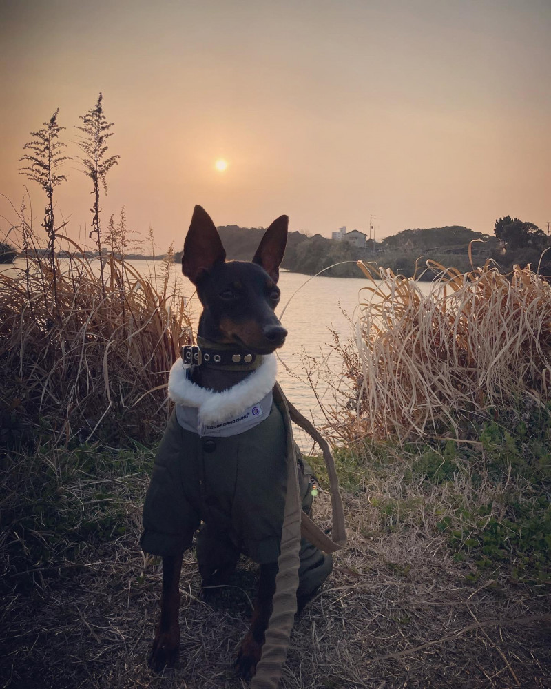 雲ひとつなく、夕焼けがとっても綺麗な日でした✨