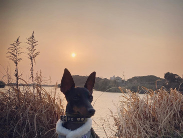 雲ひとつなく、夕焼けがとっても綺麗な日でした✨