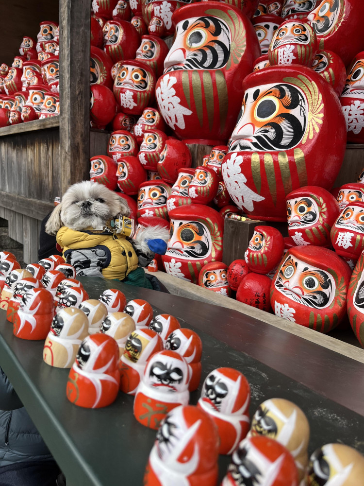 ひょっこりワン🐶
大阪箕面にあるダルマさんのお寺
勝尾寺。もうすぐ🌸桜が楽しみです。