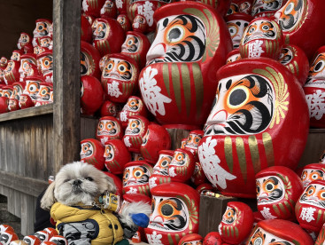 ひょっこりワン🐶
大阪箕面にあるダルマさんのお寺
勝尾寺。もうすぐ🌸桜が楽しみです。