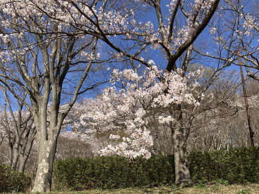 🌸より🍡‼
でも桜も綺麗だね💕 by ジョン