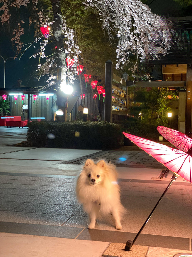 夜桜さんぽでお花見したよ