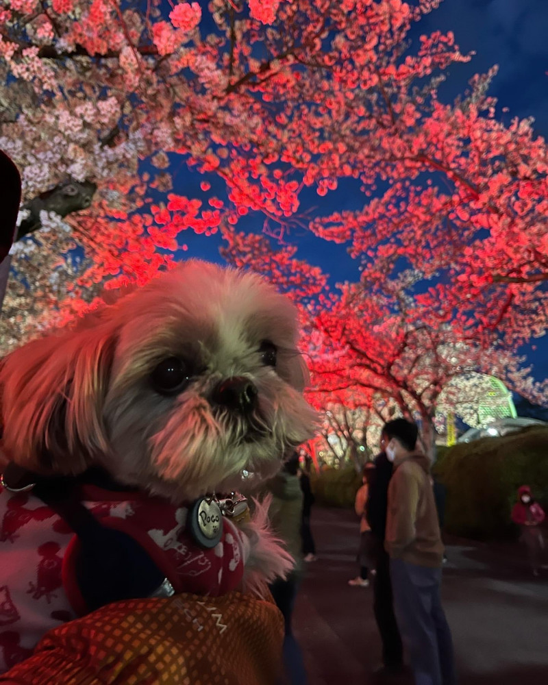 夜桜ライトアップ🌸めっちゃ綺麗やった