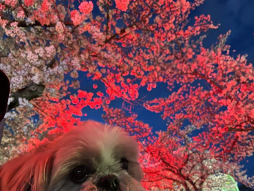 夜桜ライトアップ🌸めっちゃ綺麗やった