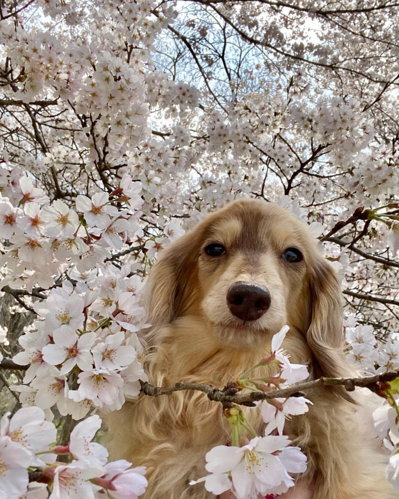 今年も、桜🌸とのツーショットが撮れて
よかった🙌🙌