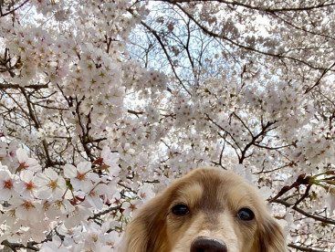 今年も、桜🌸とのツーショットが撮れて
よかった🙌🙌