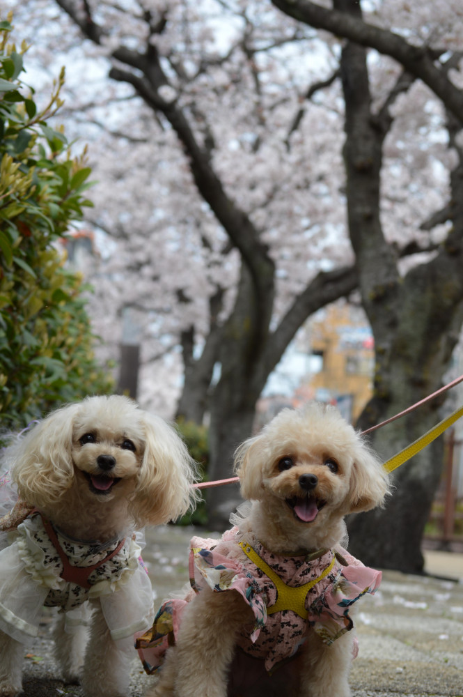 お花見