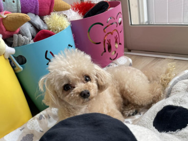 ハピネスのお部屋だよ